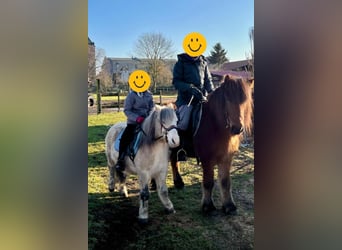 Inne kuce/małe konie, Wałach, 16 lat, 120 cm, Siwa jabłkowita