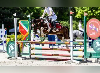 Inne kuce/małe konie Mix, Wałach, 16 lat, 130 cm, Srokata