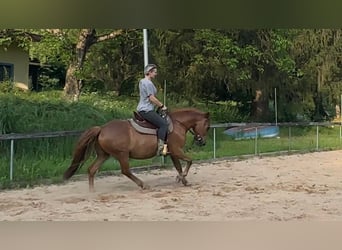 Inne kuce/małe konie Mix, Wałach, 16 lat, 148 cm, Kasztanowata