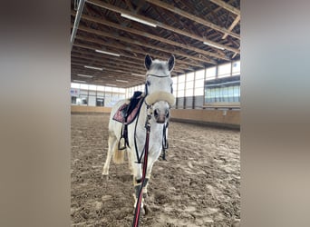 Inne kuce/małe konie Mix, Wałach, 18 lat, 130 cm, Siwa