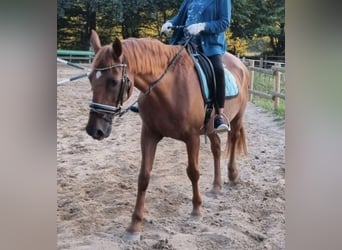 Inne kuce/małe konie Mix, Wałach, 20 lat, 155 cm, Kasztanowata