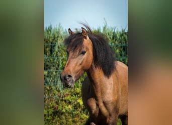 Inne kuce/małe konie, Wałach, 2 lat, 120 cm, Jasnogniada