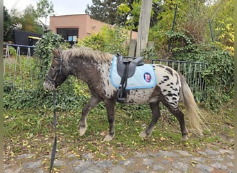 Inne kuce/małe konie, Wałach, 3 lat, 115 cm, Tarantowata