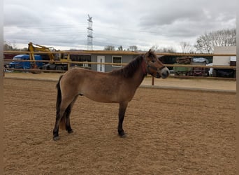 Inne kuce/małe konie Mix, Wałach, 3 lat, 120 cm, Bułana