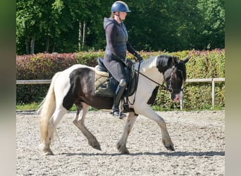 Inne kuce/małe konie, Wałach, 3 lat, 135 cm, Srokata