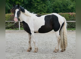 Inne kuce/małe konie, Wałach, 3 lat, 135 cm, Srokata