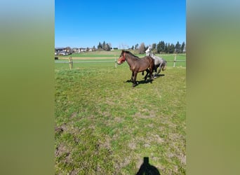 Inne kuce/małe konie, Wałach, 3 lat, 137 cm, Gniada