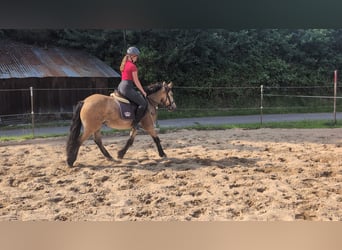 Inne kuce/małe konie, Wałach, 3 lat, 138 cm, Bułana