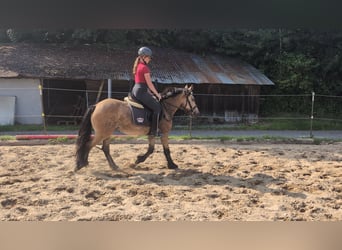 Inne kuce/małe konie, Wałach, 3 lat, 138 cm, Bułana