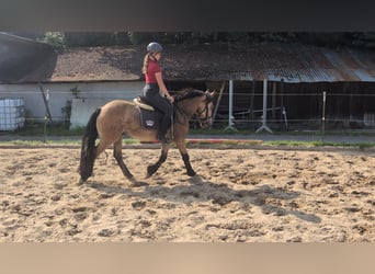 Inne kuce/małe konie, Wałach, 3 lat, 138 cm, Bułana