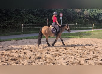 Inne kuce/małe konie, Wałach, 3 lat, 138 cm, Bułana