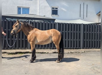 Inne kuce/małe konie, Wałach, 3 lat, 138 cm, Bułana