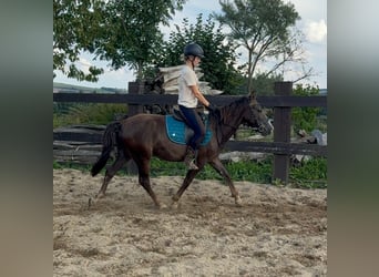 Inne kuce/małe konie Mix, Wałach, 3 lat, 140 cm, Ciemnokasztanowata
