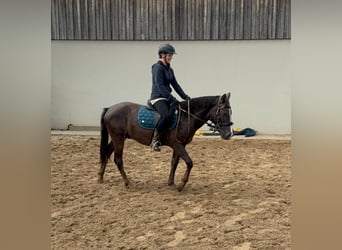 Inne kuce/małe konie Mix, Wałach, 3 lat, 140 cm, Ciemnokasztanowata
