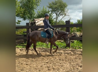 Inne kuce/małe konie Mix, Wałach, 3 lat, 140 cm, Ciemnokasztanowata