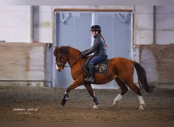 Inne kuce/małe konie, Wałach, 3 lat, 145 cm, Gniada