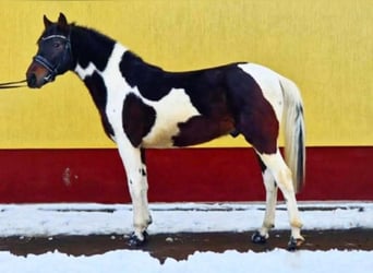 Inne kuce/małe konie, Wałach, 3 lat, 145 cm, Srokata