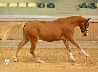 Inne kuce/małe konie, Wałach, 3 lat, 147 cm, Kasztanowata