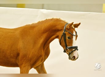 Inne kuce/małe konie, Wałach, 3 lat, 147 cm, Kasztanowata