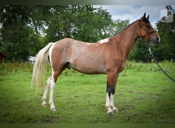 Inne kuce/małe konie Mix, Wałach, 3 lat, 148 cm, Srokata