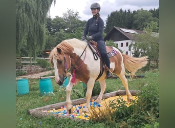 Inne kuce/małe konie, Wałach, 3 lat, 150 cm, Srokata