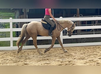 Inne kuce/małe konie, Wałach, 3 lat, 155 cm, Izabelowata