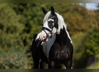 Inne kuce/małe konie, Wałach, 3 lat, 158 cm, Srokata
