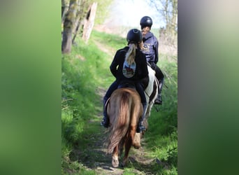Inne kuce/małe konie, Wałach, 4 lat, 107 cm, Cisawa