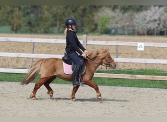 Inne kuce/małe konie, Wałach, 4 lat, 107 cm, Cisawa