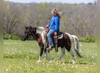 Inne kuce/małe konie, Wałach, 4 lat, 107 cm, Srokata