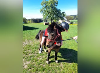 Inne kuce/małe konie, Wałach, 4 lat, 120 cm, Gniada