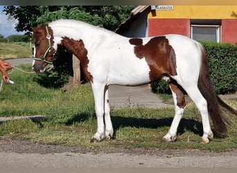 Inne kuce/małe konie, Wałach, 4 lat, 125 cm, Srokata