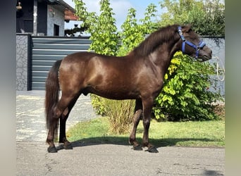 Inne kuce/małe konie, Wałach, 4 lat, 127 cm, Gniada