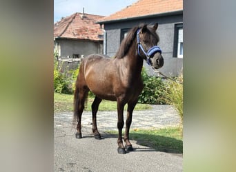 Inne kuce/małe konie, Wałach, 4 lat, 127 cm, Gniada