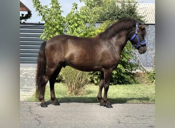 Inne kuce/małe konie, Wałach, 4 lat, 127 cm, Gniada