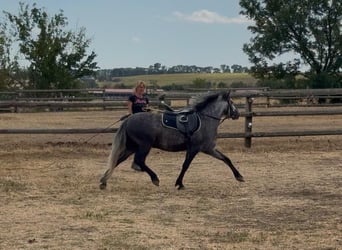 Inne kuce/małe konie, Wałach, 4 lat, 130 cm, Siwa jabłkowita