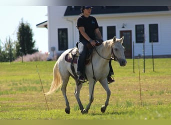 Inne kuce/małe konie, Wałach, 4 lat, 132 cm, Siwa