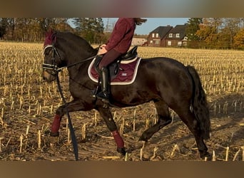 Inne kuce/małe konie, Wałach, 4 lat, 135 cm, Skarogniada