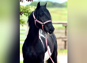 Inne kuce/małe konie, Wałach, 4 lat, 140 cm, Srokata