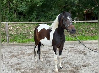 Inne kuce/małe konie, Wałach, 4 lat, 140 cm, Srokata