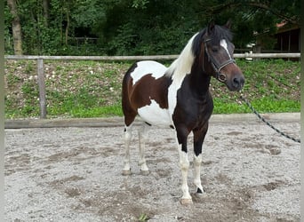 Inne kuce/małe konie, Wałach, 4 lat, 140 cm, Srokata