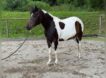 Inne kuce/małe konie, Wałach, 4 lat, 140 cm, Srokata