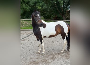 Inne kuce/małe konie, Wałach, 4 lat, 140 cm, Srokata