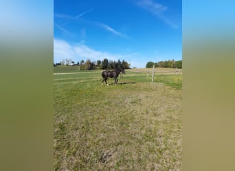 Inne kuce/małe konie Mix, Wałach, 4 lat, 142 cm, Kara