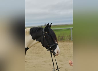 Inne kuce/małe konie, Wałach, 4 lat, 143 cm, Srokata