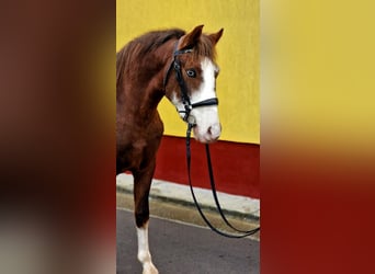 Inne kuce/małe konie, Wałach, 4 lat, 145 cm, Ciemnokasztanowata