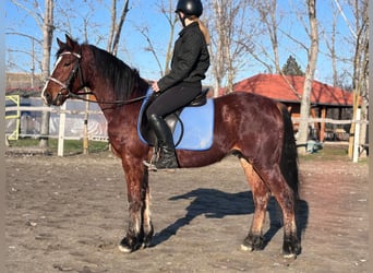 Inne kuce/małe konie, Wałach, 4 lat, 145 cm, Gniada