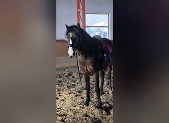 Inne kuce/małe konie, Wałach, 4 lat, 145 cm, Gniada