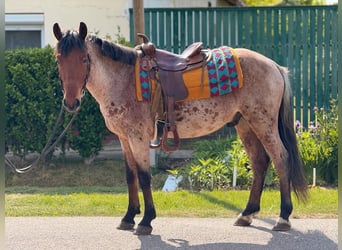 Inne kuce/małe konie, Wałach, 4 lat, 145 cm, Gniada