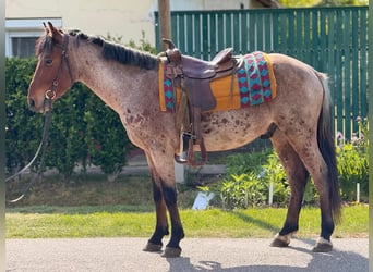 Inne kuce/małe konie, Wałach, 4 lat, 145 cm, Gniada